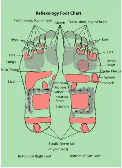 free-printable-foot-reflexology-charts-maps-pdf-best-collections